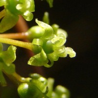 Smilax perfoliata Lour.